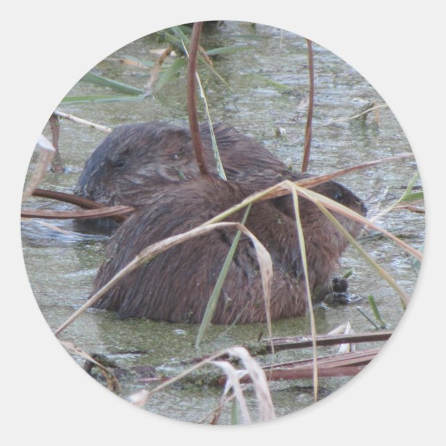 Pegatina Redonda Pareja de Muskrat (Anverso)