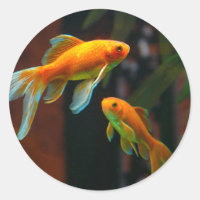 Pareja de peces de oro afortunados