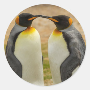 Pegatina Redonda Pareja de pingüinos rey, Malvinas