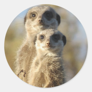 Pegatina Redonda Pares de Meerkats