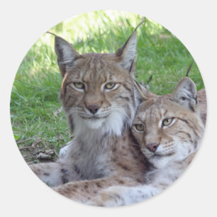 Pegatina Redonda pares del lince