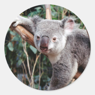 Pegatina Redonda Parque de vida salvaje Featherdale, osos koala