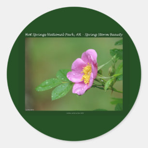 Pegatina Redonda Parque Nacional Hot Springs, AR Regalos Wild Rose