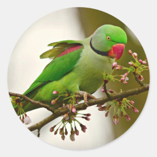 Pegatina Redonda Parrot de cuello de anillo indio