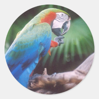 PEGATINA REDONDA PARROT VERDE AZUL