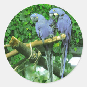 Pegatina Redonda Parrots gemelos azules