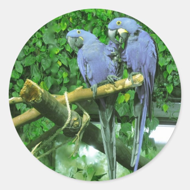 Pegatina Redonda Parrots gemelos azules (Anverso)