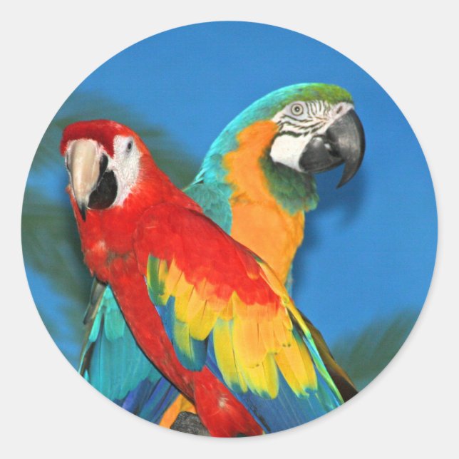 Pegatina Redonda Parrots X (Anverso)