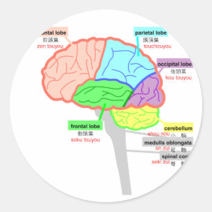 Pegatina Redonda partes simples del cerebro japonés