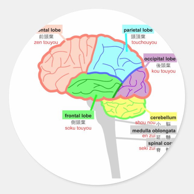 Pegatina Redonda partes simples del cerebro japonés (Anverso)