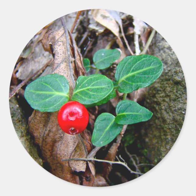 Pegatina Redonda Partridge Berry Wildflower (Anverso)