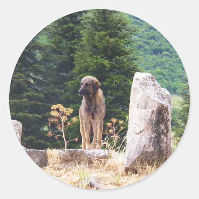 Pegatina Redonda Pastor Anatoliano - Éfeso, Turquía (Anverso)