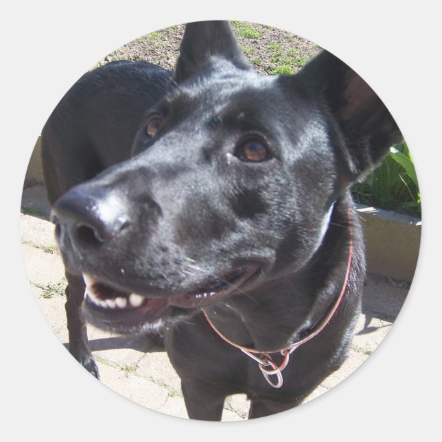 Pegatina Redonda Pastor negro alemán Lacquer (Anverso)