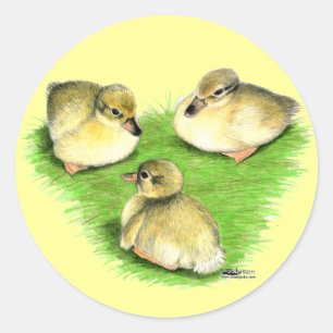 Pegatina Redonda Patitos de Ánade Real nevados