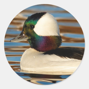 Pegatina Redonda Pato de cabeza de buey macho en el sol de la tarde