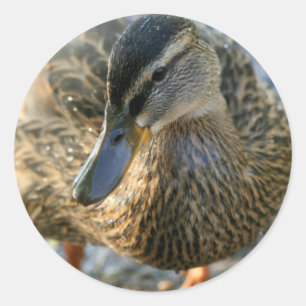 Pegatina Redonda Pato de la pequeña dama