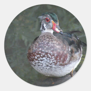 Pegatina Redonda Pato de madera
