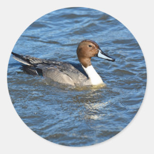 Pegatina Redonda Pato de pintail del norte