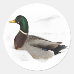 Pegatina Redonda Pato en la nieve