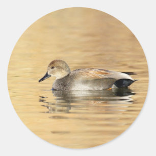 Pegatina Redonda Pato macho de Gadwall