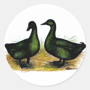 Pegatina Redonda Patos: Cayuga Pair