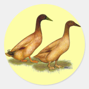 Pegatina Redonda Patos: Khaki Campbell