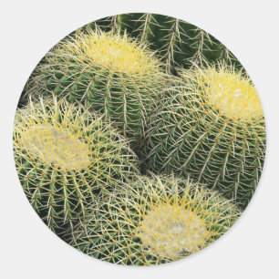 Pegatina Redonda Patrón de cactus