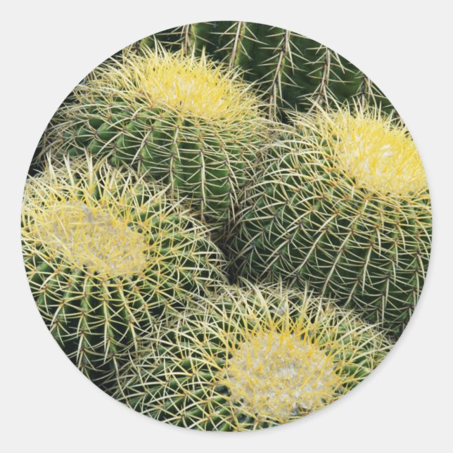 Pegatina Redonda Patrón de cactus (Anverso)
