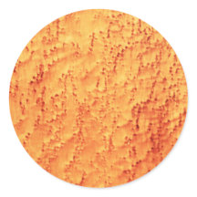 Patrones elegantes de granos de madera de arce de