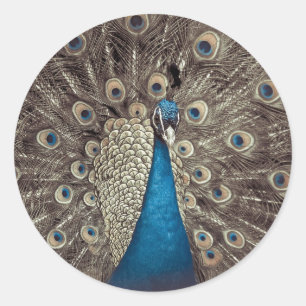 Pegatina Redonda Pavo Real Azul Antiguo