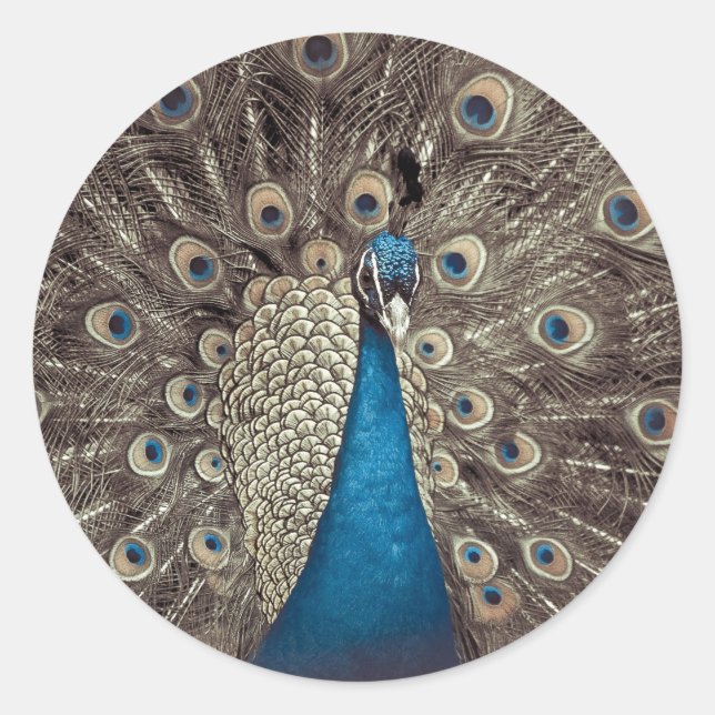 Pegatina Redonda Pavo Real Azul Antiguo (Anverso)