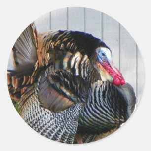 Pegatina Redonda pavo silvestre