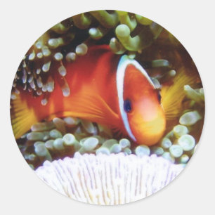 Pegatina Redonda Payaso del tomate de Fiji