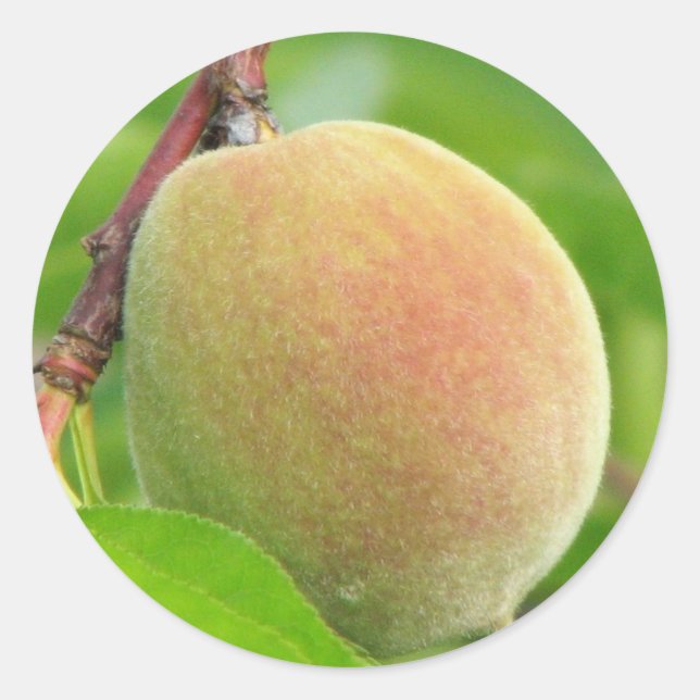 Pegatina Redonda Peach Fuzz (Anverso)