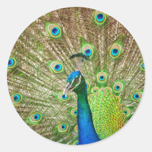 Pegatina Redonda Peacock