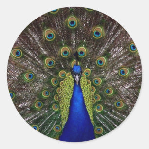 Pegatina Redonda Peacock