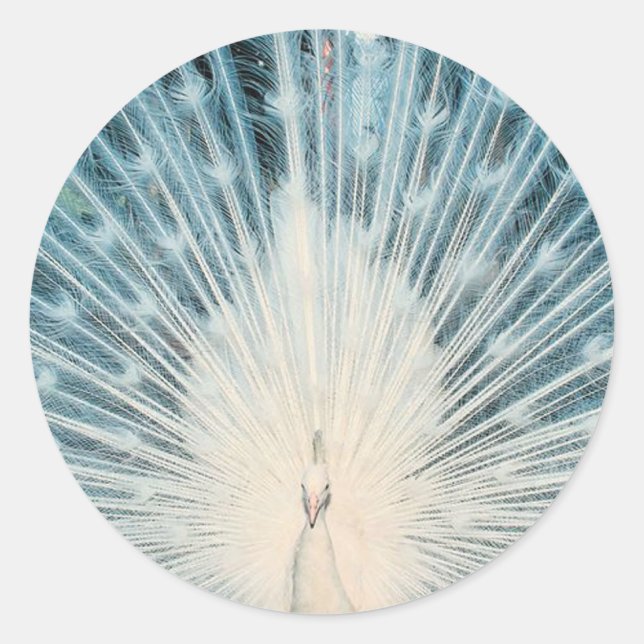 Pegatina Redonda Peacock blanco de bonito (Anverso)