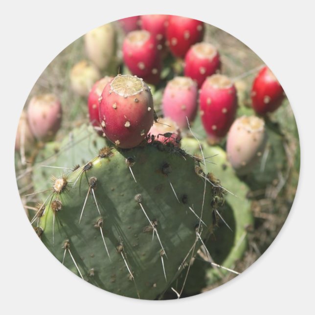Pegatina Redonda Pear Cactus En Texas (Anverso)