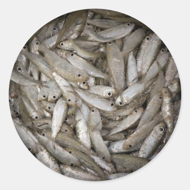 Pegatina Redonda Peces en un cubo (Anverso)