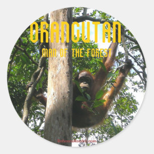 Pegatina Redonda Peek a boo Primate - pegatinas orangutanes