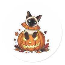 Peek de calabaza siamés - gato siamés lindo de Hal