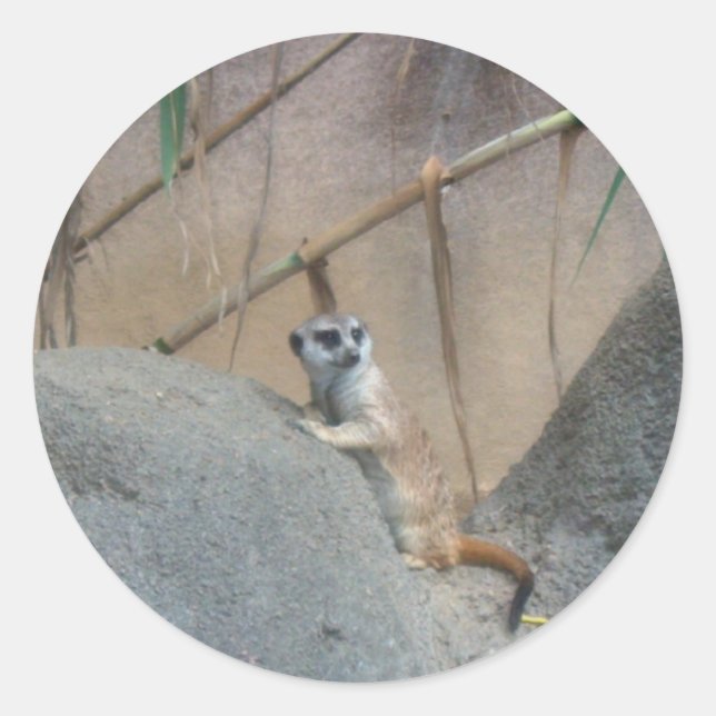 Pegatina Redonda Peerkat Meerkat (Anverso)