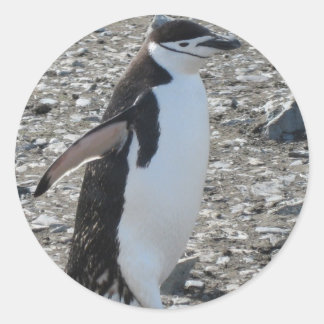 Pegatina Redonda Pegatina: Chinstrap Penguin