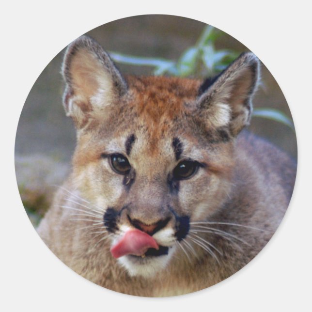 Pegatina Redonda Pegatina-cougar-cub10x10 (Anverso)