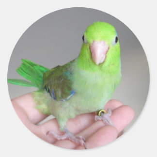 Pegatina Redonda Pegatina: Pacific Parrotlet