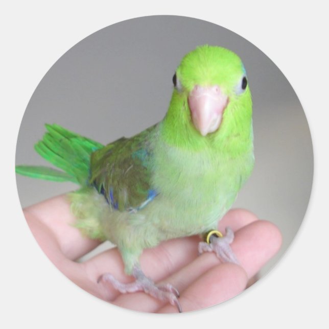 Pegatina Redonda Pegatina: Pacific Parrotlet (Anverso)