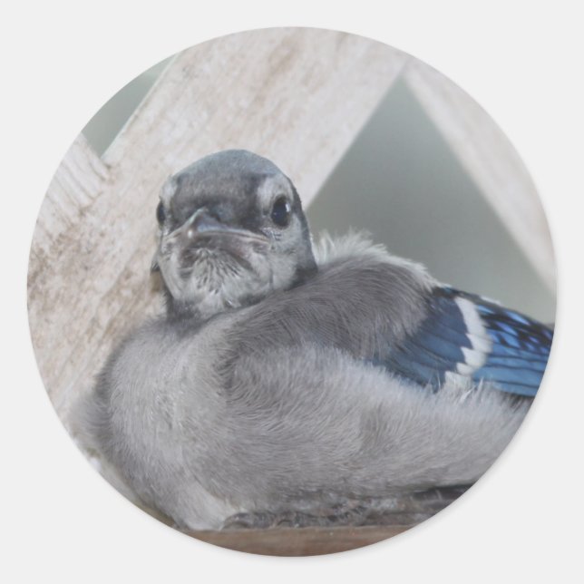 Pegatina Redonda Pegatinas Baby Blue Jay (Anverso)