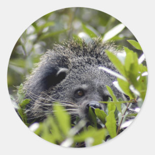 Pegatina Redonda Pegatinas Bearcat