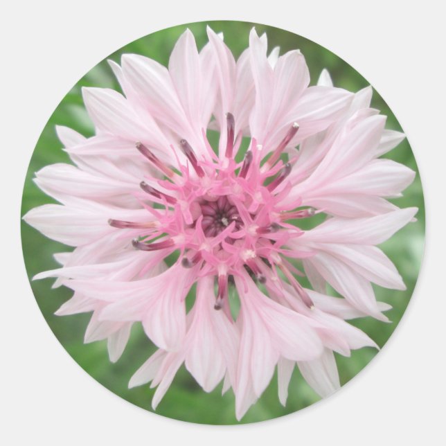 Pegatina Redonda Pegatinas - botón de bachiller rosa/rosado (Anverso)