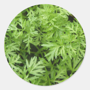 Pegatina Redonda Pegatinas Carrot Tops